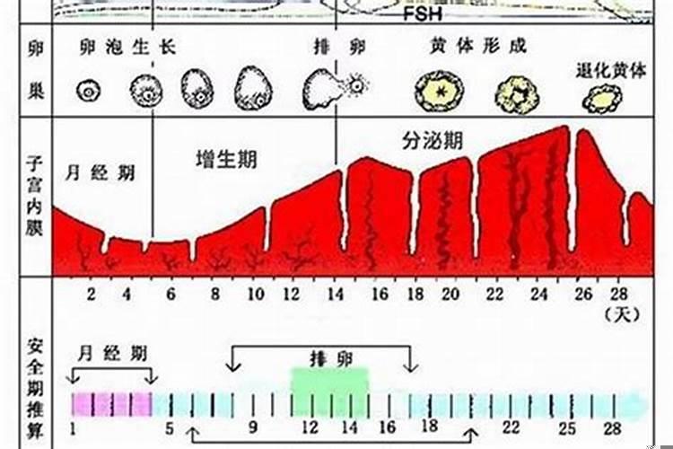 女人生理期怎么计算方法