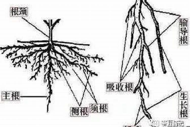 定根早晚有什么区别