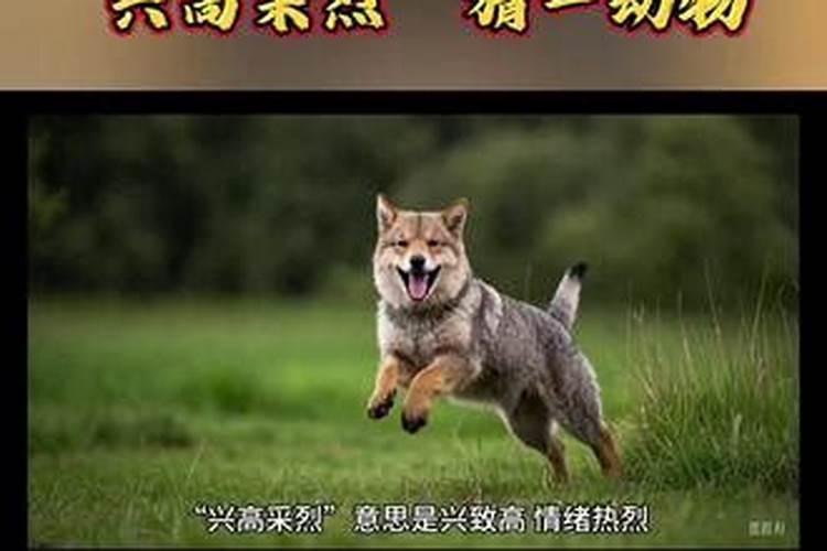 独步猜什么生肖