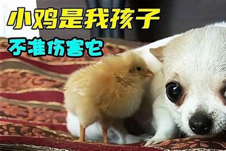 鸡犬不宁的道理是什么