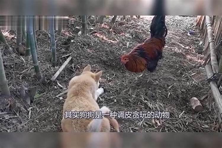 鸡犬不宁的道理是什么