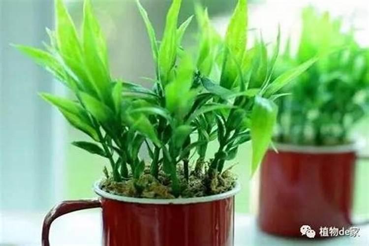 属虎人家里养什么植物最好