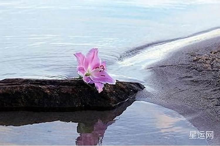 落花流水打一生肖动物