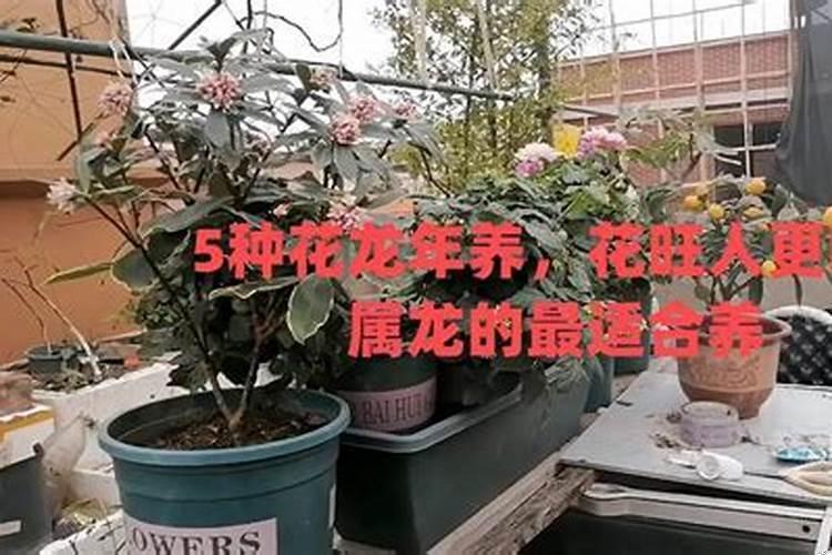 属龙的应该养什么花好