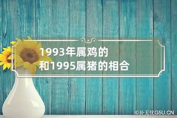 1995属猪的命运与婚姻与93年的男鸡婚姻如何