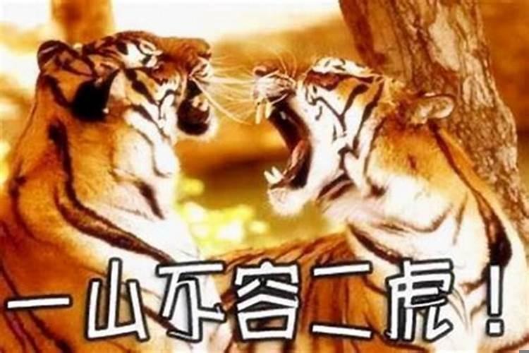 属虎和属猪要属什么的宝宝