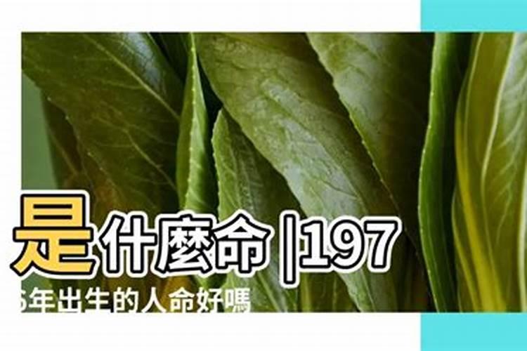 1976年正月初五什么命