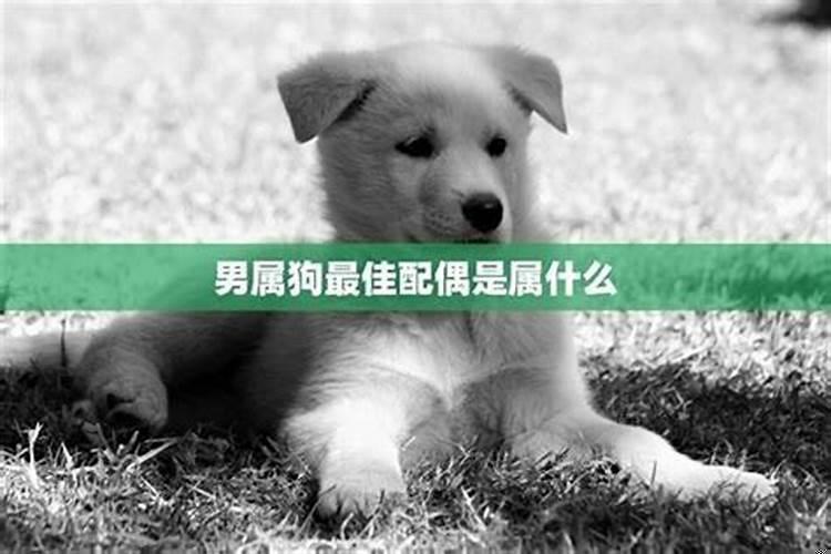 狗跟什么属相不合适