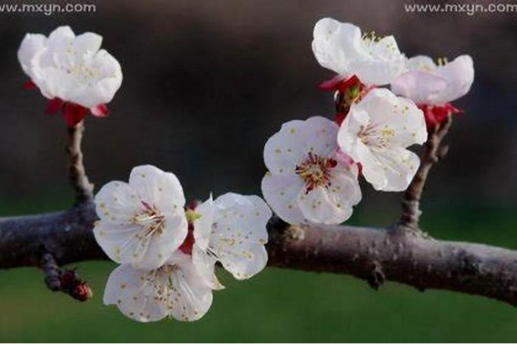 梦见杏花开花