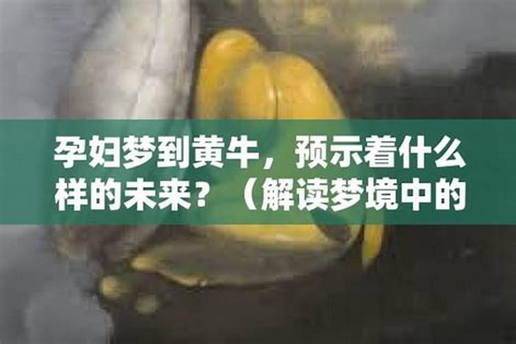 怀孕梦到黄牛预示着什么