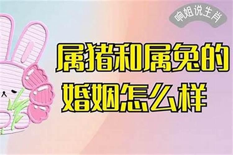 兔子和兔子的婚姻相配吗