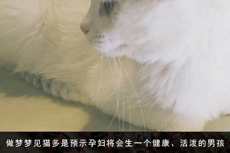 孕妇梦见猪咬我是什么意思