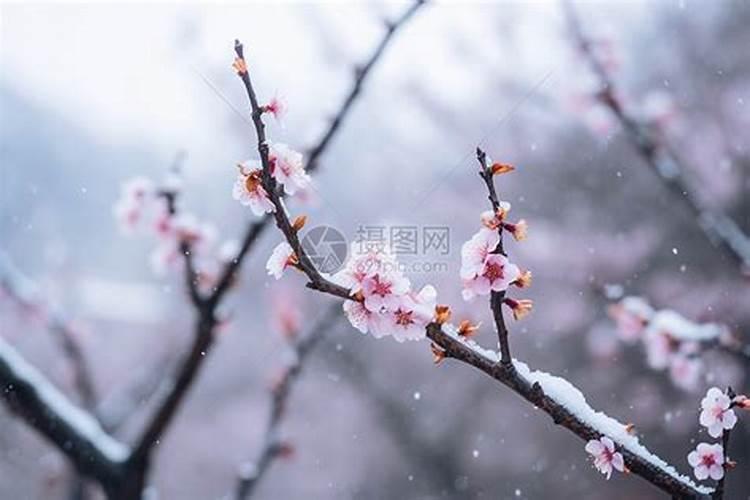 雪中梅花自带红代表什么生肖