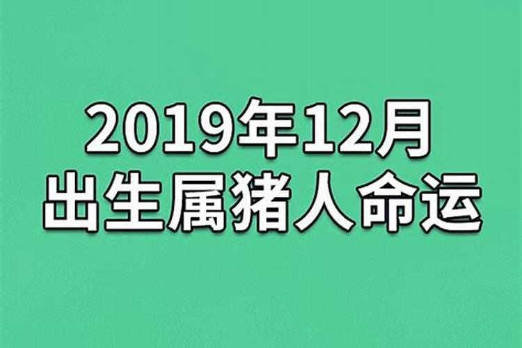 属猪农历12月生今年运势如何